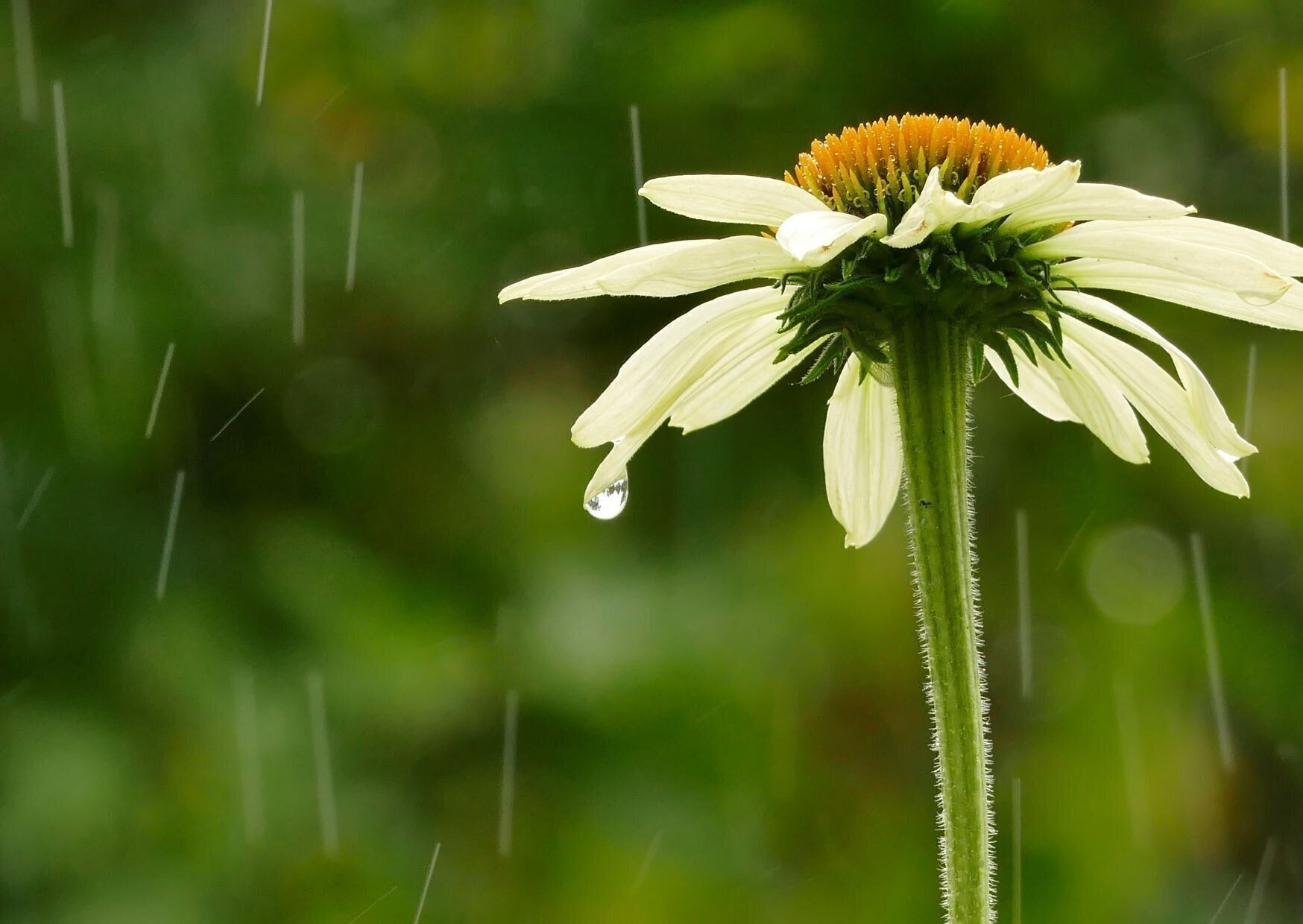 花と雨