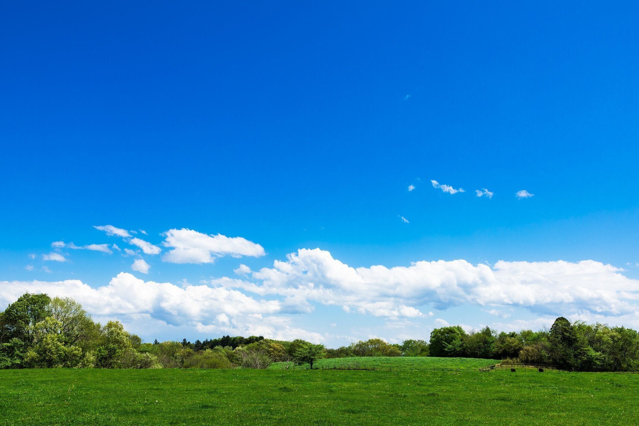 青空の下のハイランド牧場の風景4
