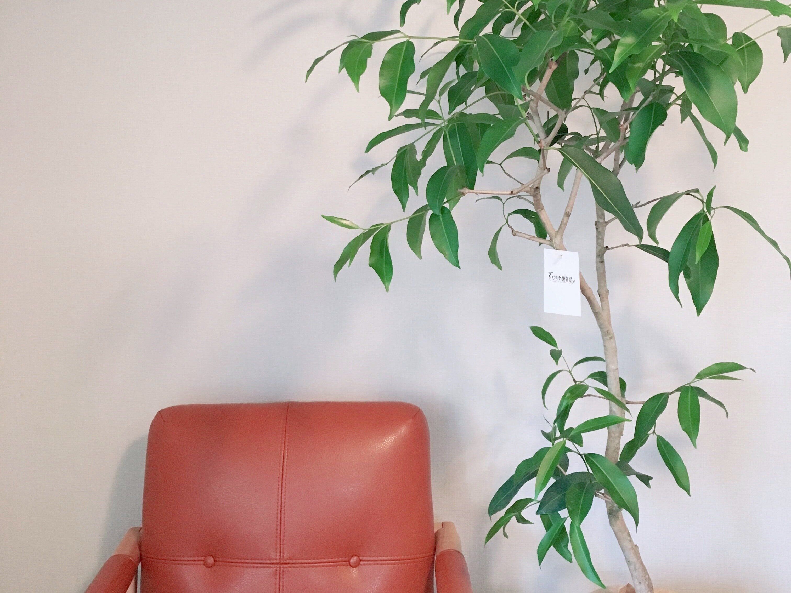 くつろげるアイテムを一切置いていない