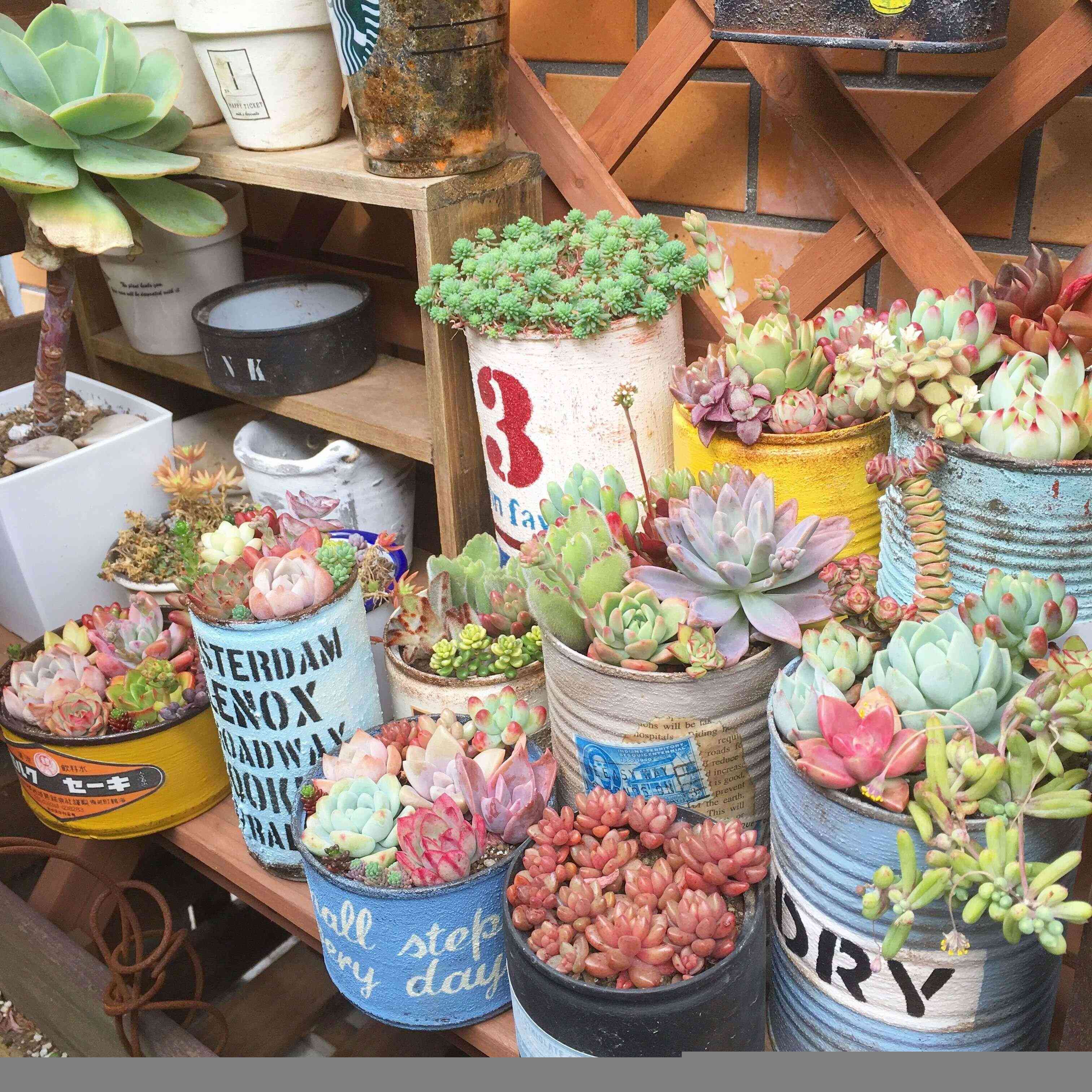 多肉植物　初心者　魅力