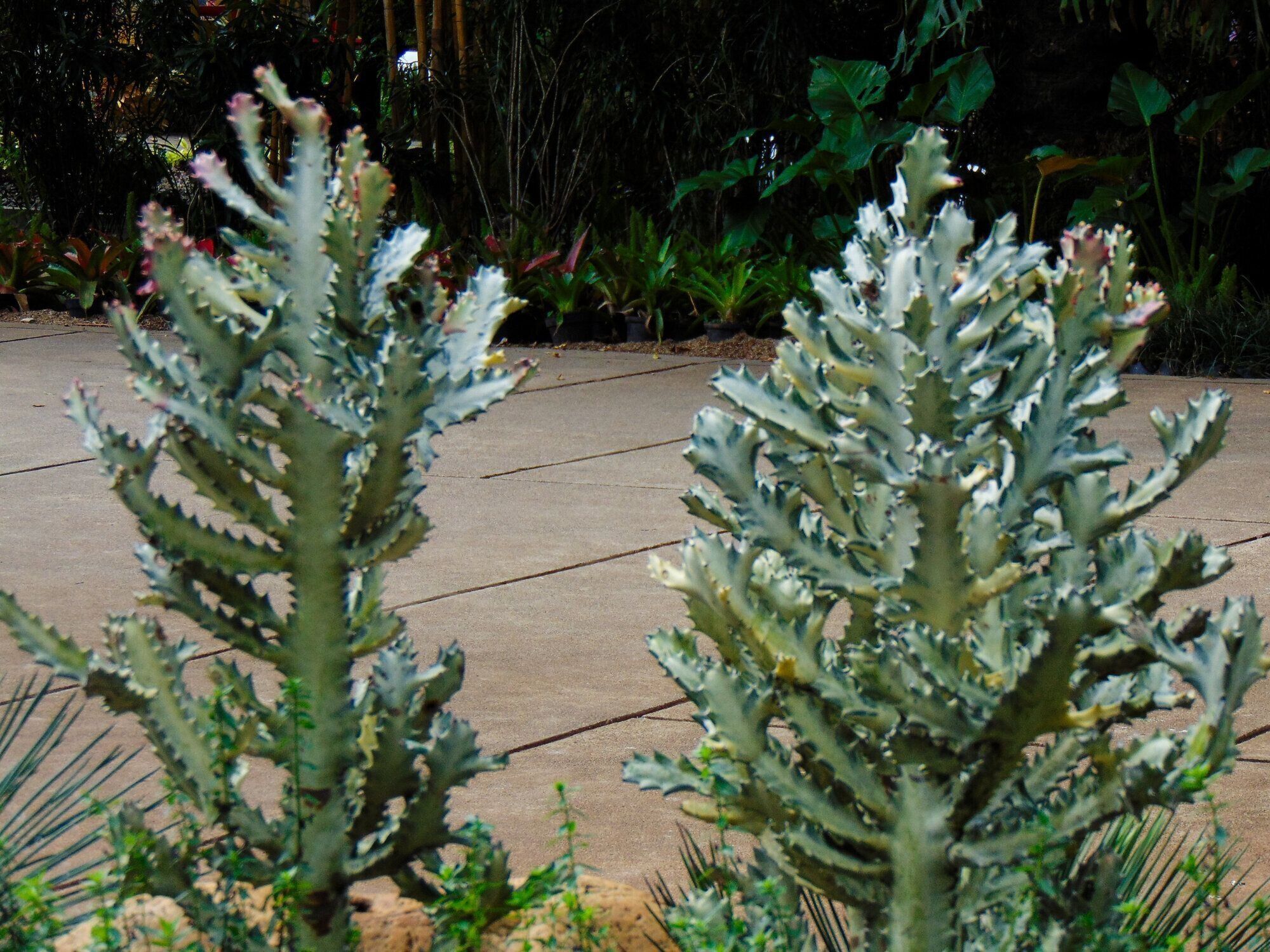 ユーフォルビアとは？