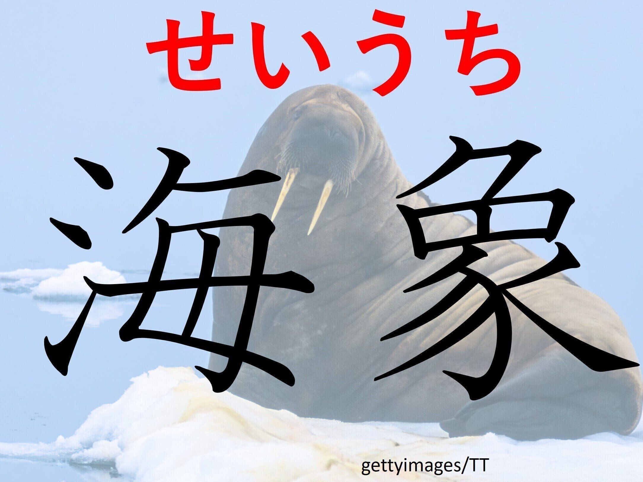 いわれてみるとちょっと似ている！難読漢字クイズ「海象」はなんて読む？