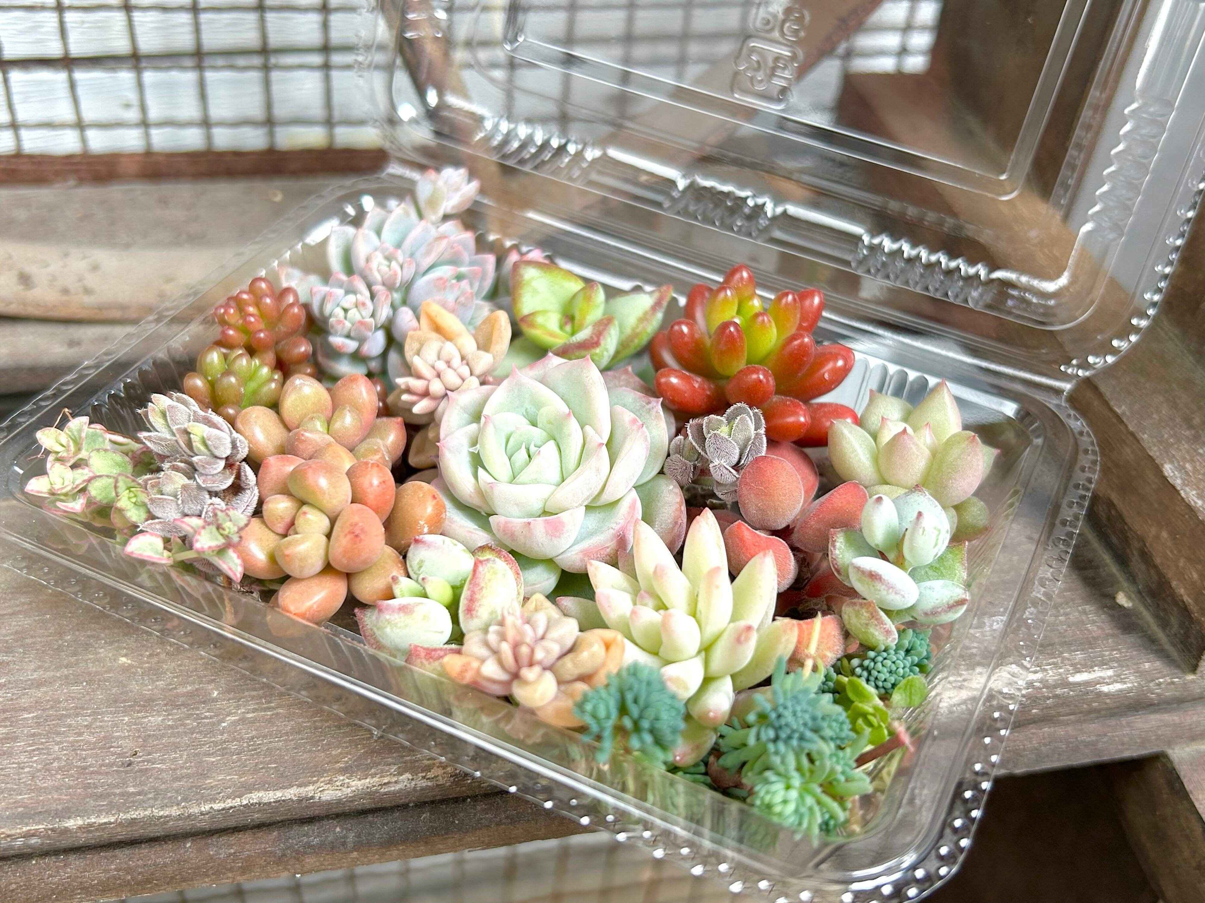 多肉植物　夏　寄せ植え　しない理由