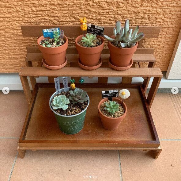 すのこで多肉棚をDIY！