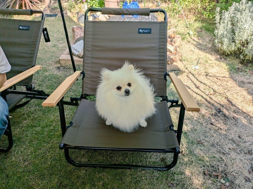 タイムセール ポメラニアン 犬 イヌ いぬ クマノミ ぽぽち 動物 アート