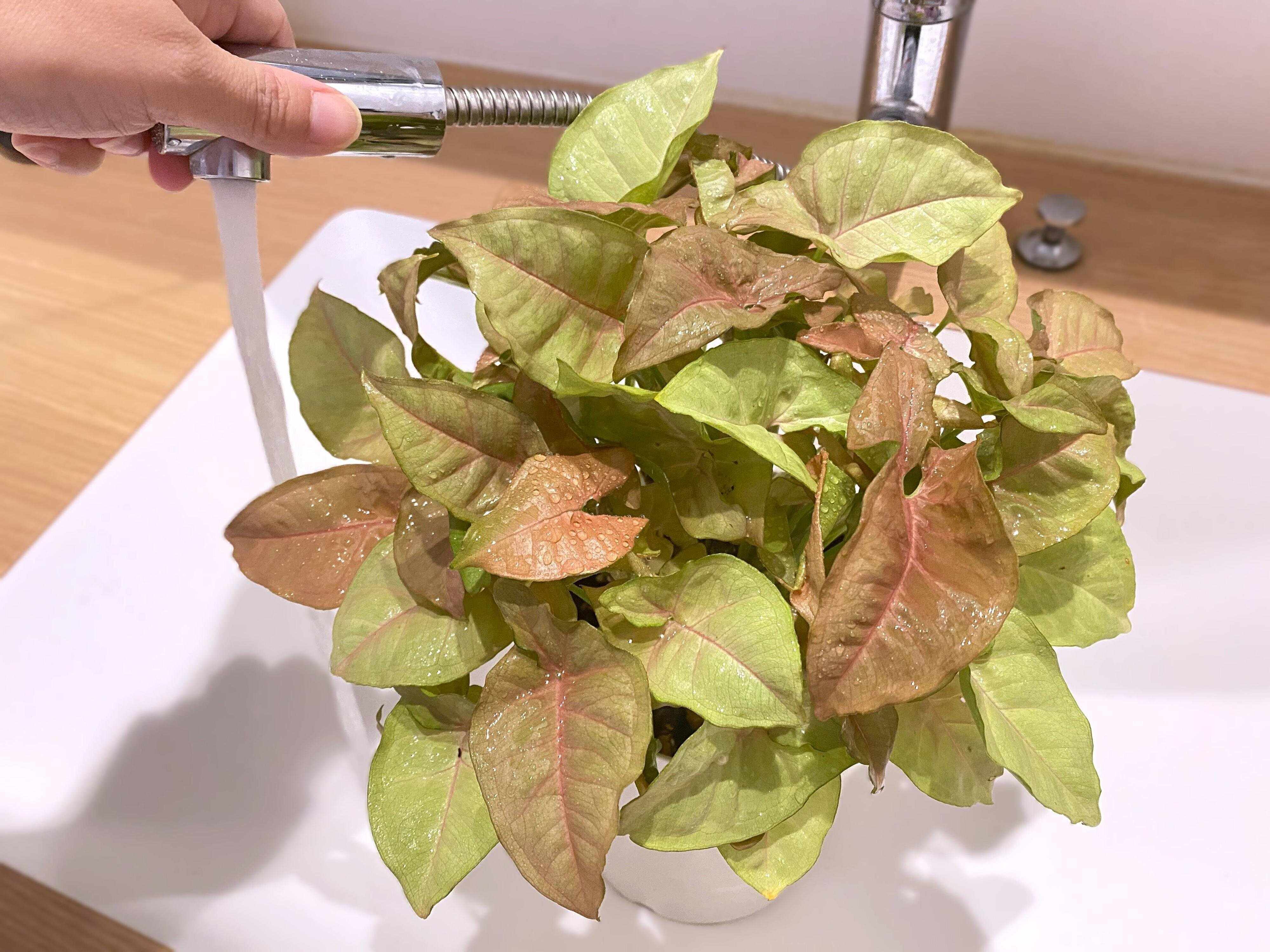 観葉植物枯らす人！NG行動