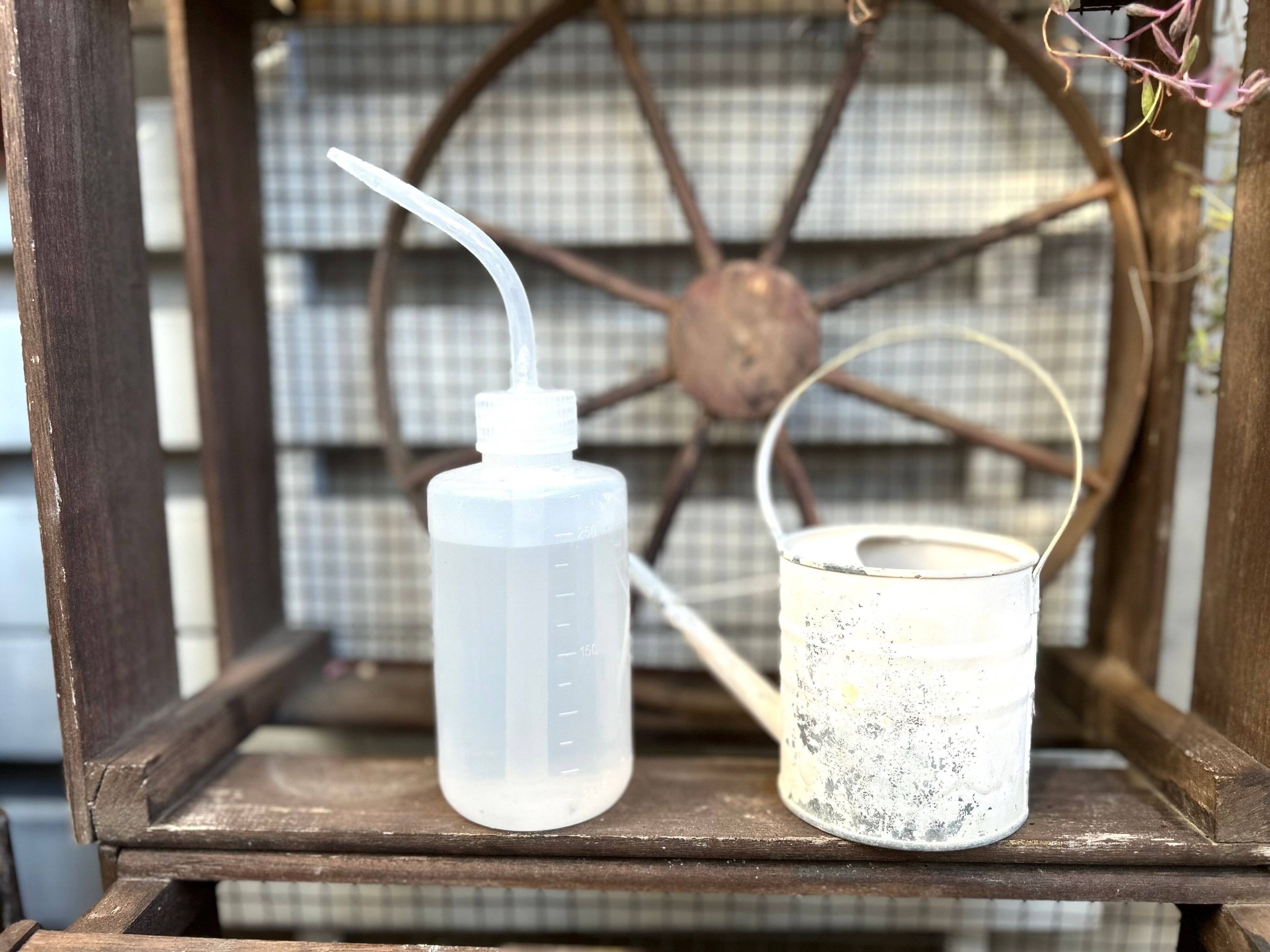 多肉植物　初心者　夏越し　コツ