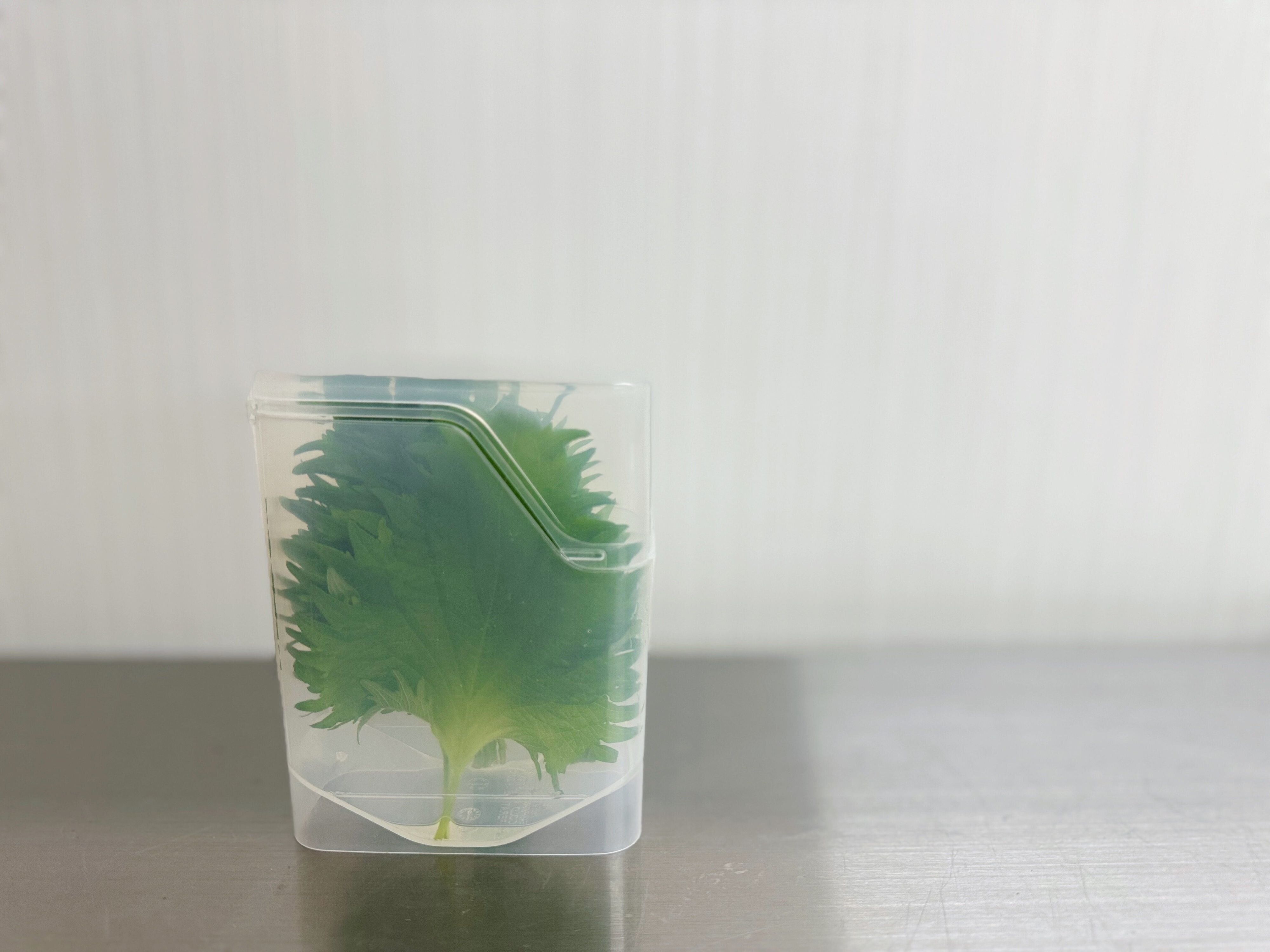 大葉保存ケース