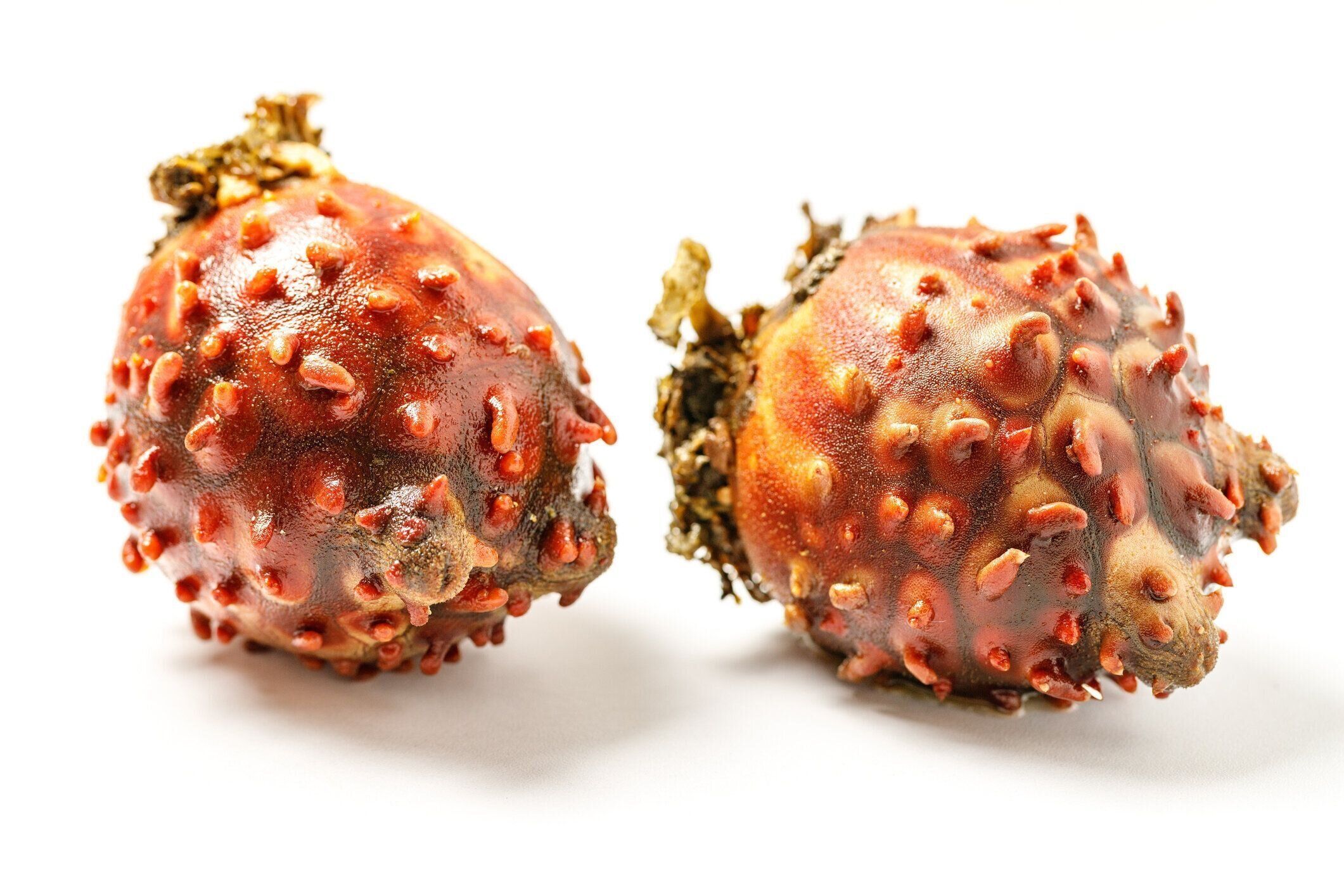 管理栄養士監修 ホヤ の主な栄養素とカロリーまとめ おすすめな調理方法は サンキュ