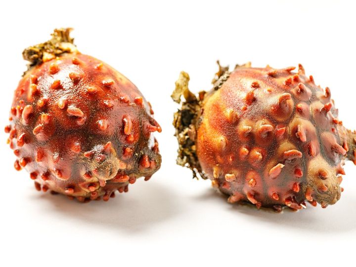 管理栄養士監修 ホヤ の主な栄養素とカロリーまとめ おすすめな調理方法は サンキュ 管理栄養士監修 ホヤ の主な栄養素とカロリーまとめ おすすめな調理方法は サンキュ