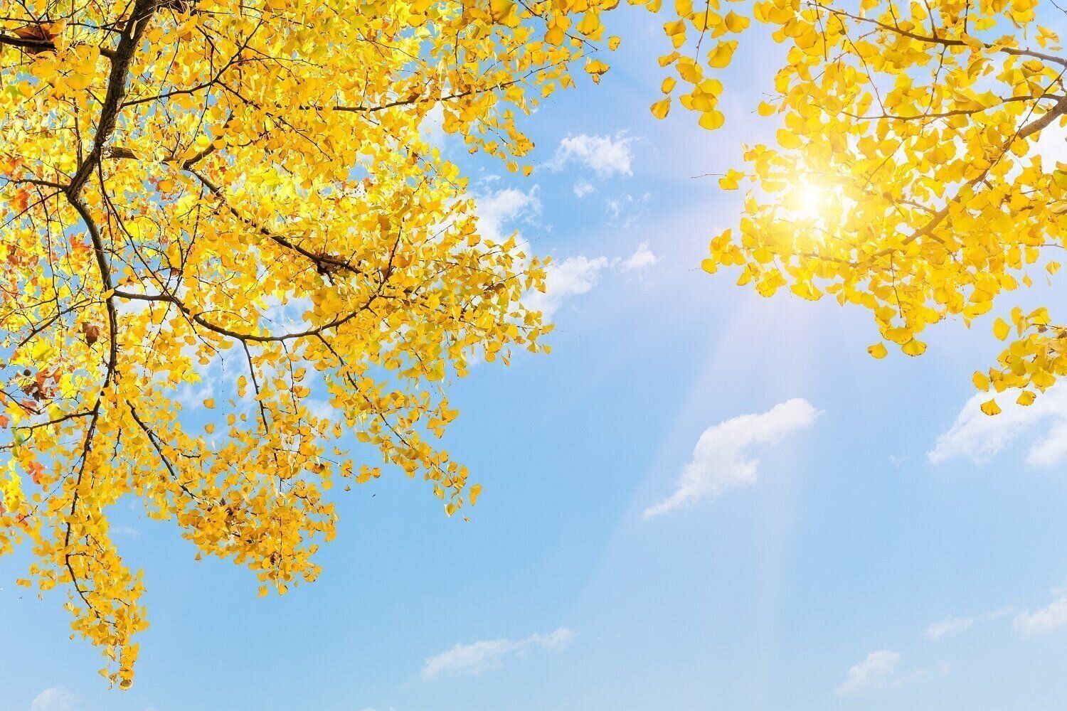 鶏肉を食べると来年の金運を先取りできる!?11月の金運アップ風水【Dr.コパの風水解説】