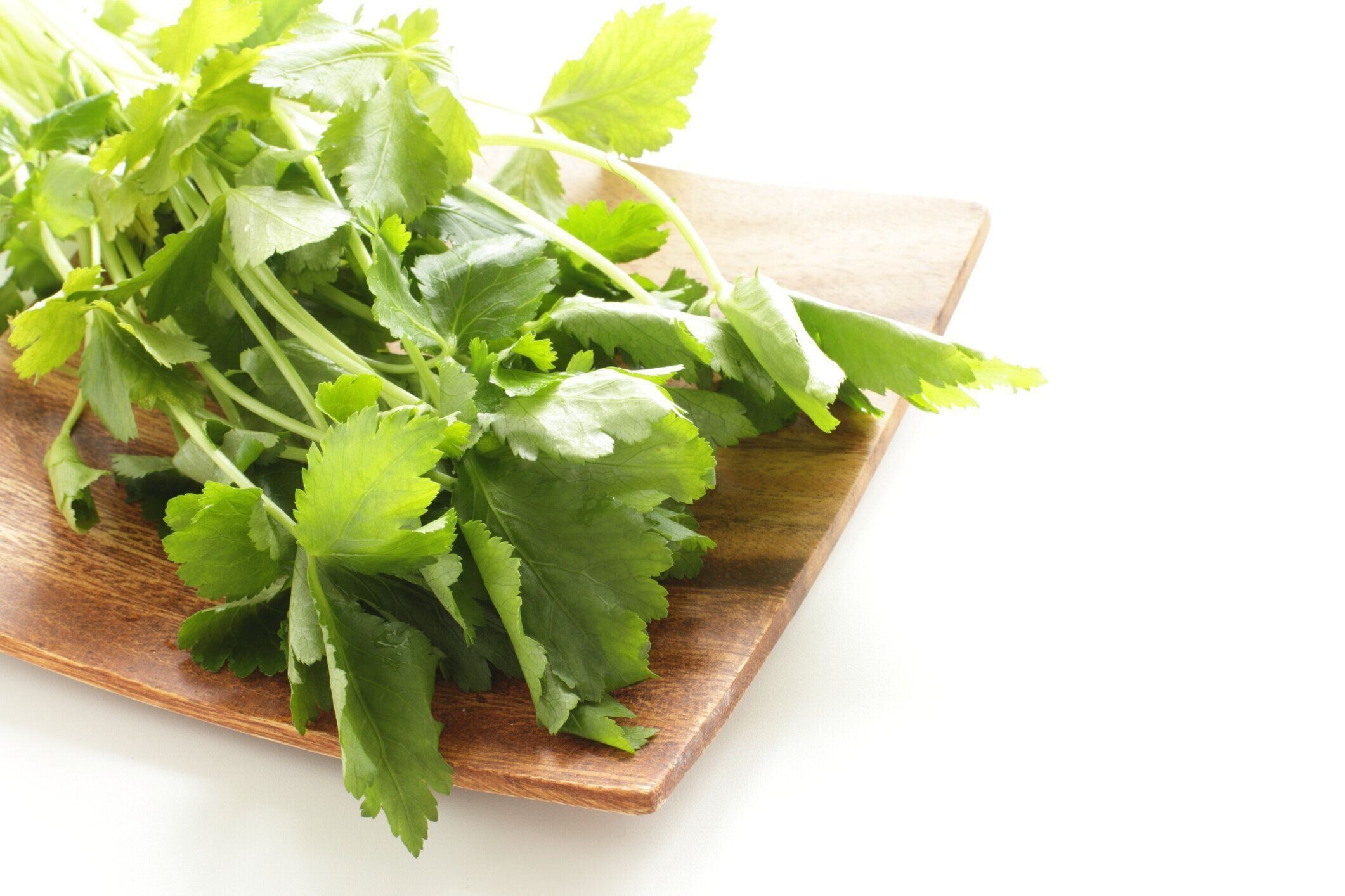 日本のハーブ野菜ミツバ