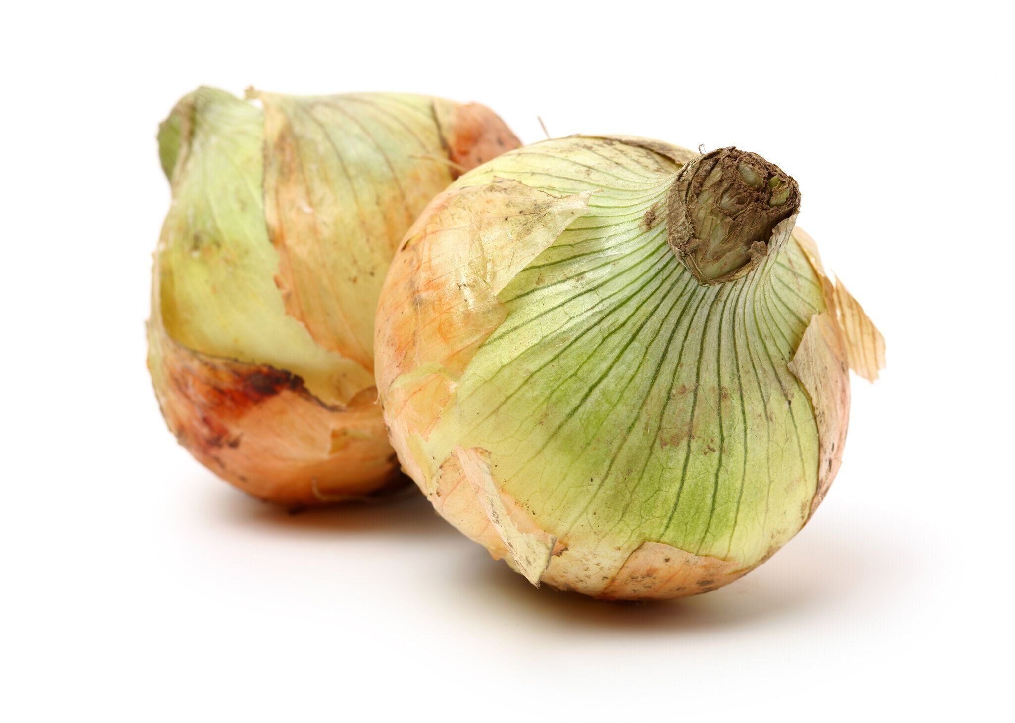 金玉ねぎ野菜球根