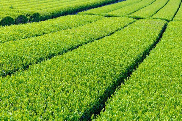 静岡県富士市大淵ササバの茶畑