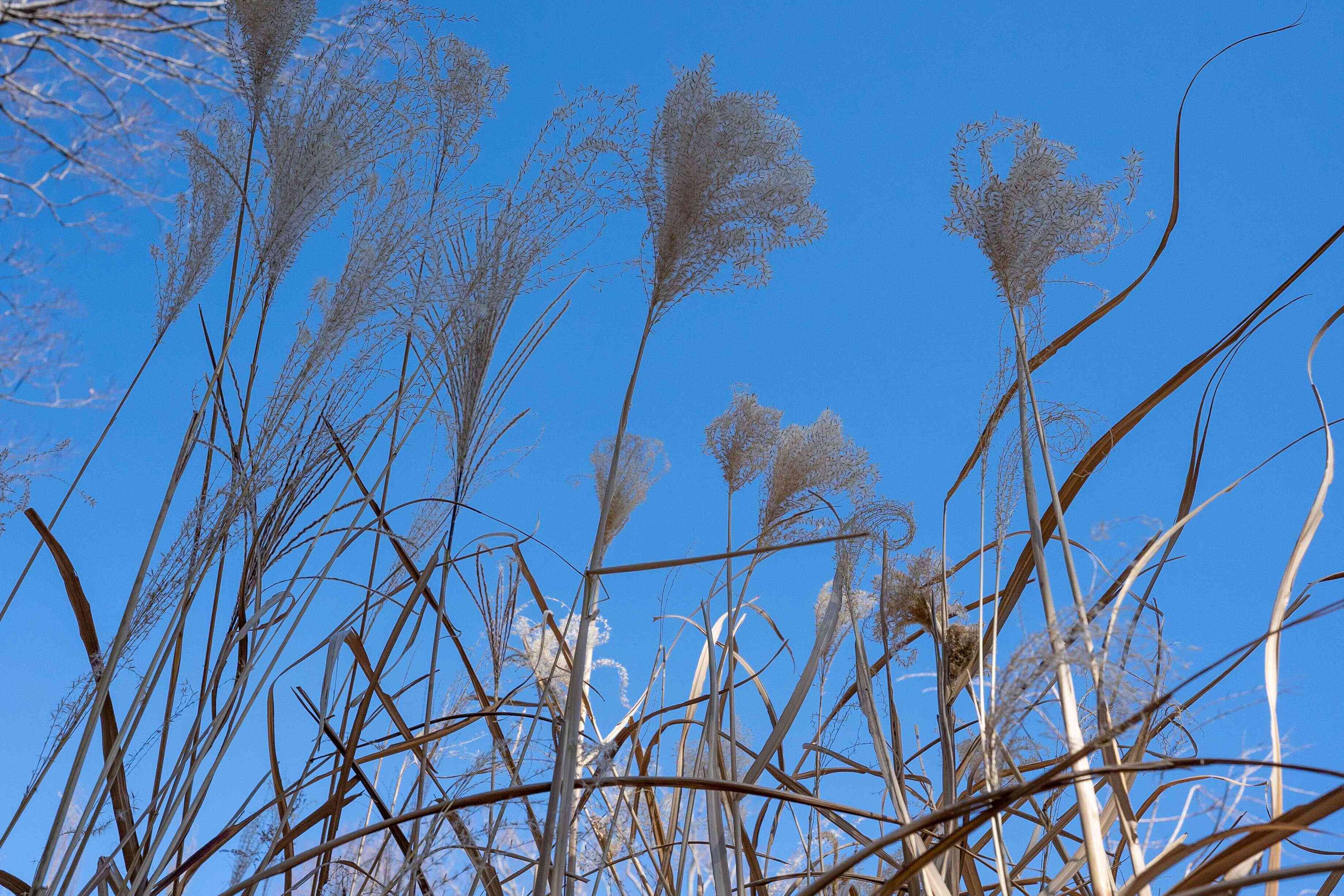 冬空に揺れる枯れたパンパス草