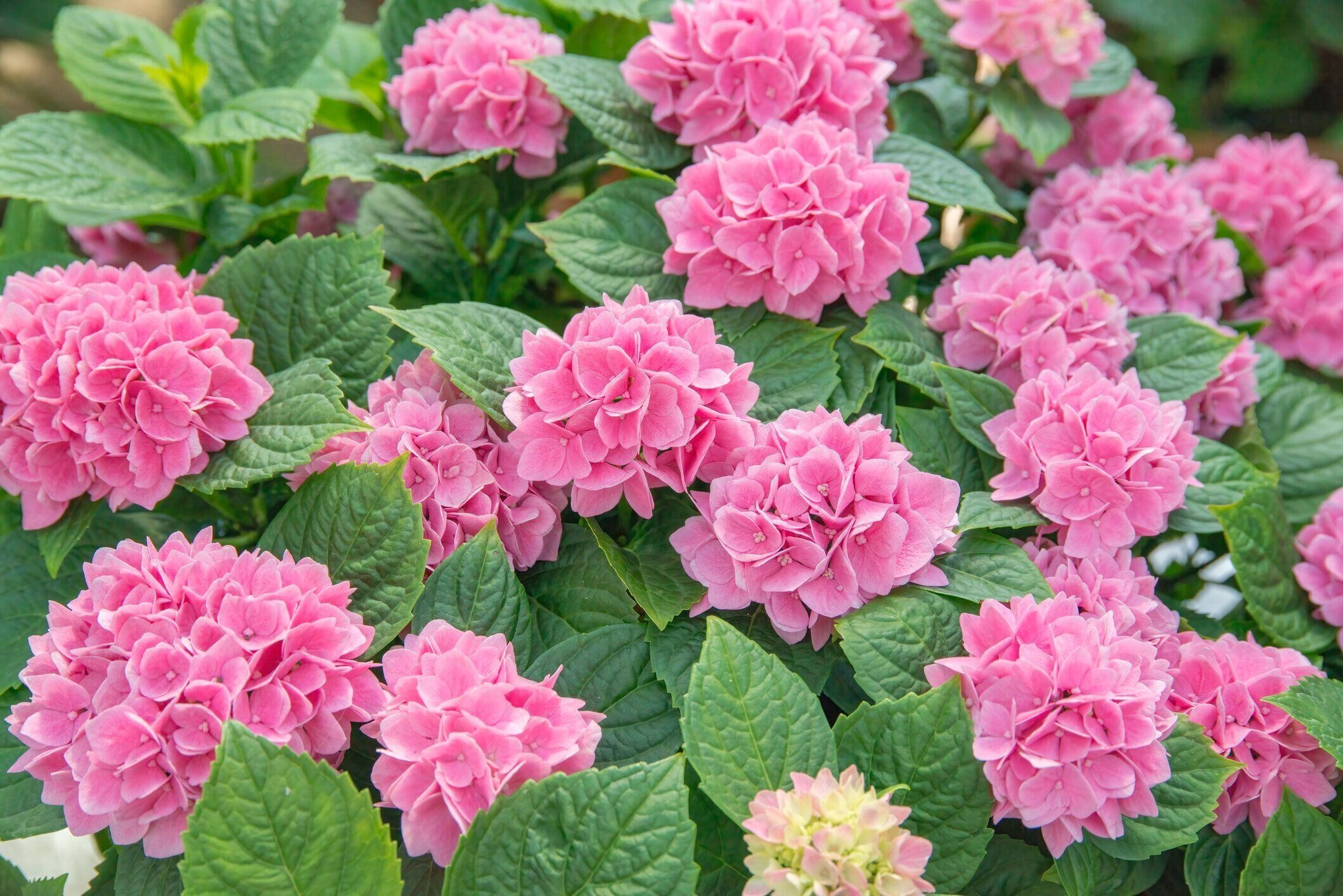 美しいアジサイ「あかめぐも」の花