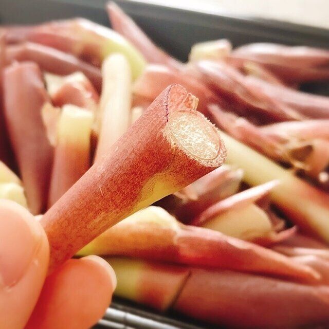 見つけたら即買い みょうがの茎 はsdgsにもつながる超お得食材 サンキュ