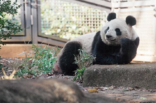 日本一のパンダマニアから最新グッズまで パンダにまつわる面白い話集めました サンキュ