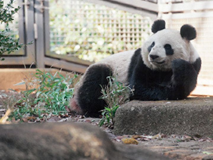 日本一のパンダマニアから最新グッズまで パンダにまつわる面白い話集めました サンキュ 日本一のパンダマニアから最新グッズまで パンダにまつわる面白い話集めました サンキュ