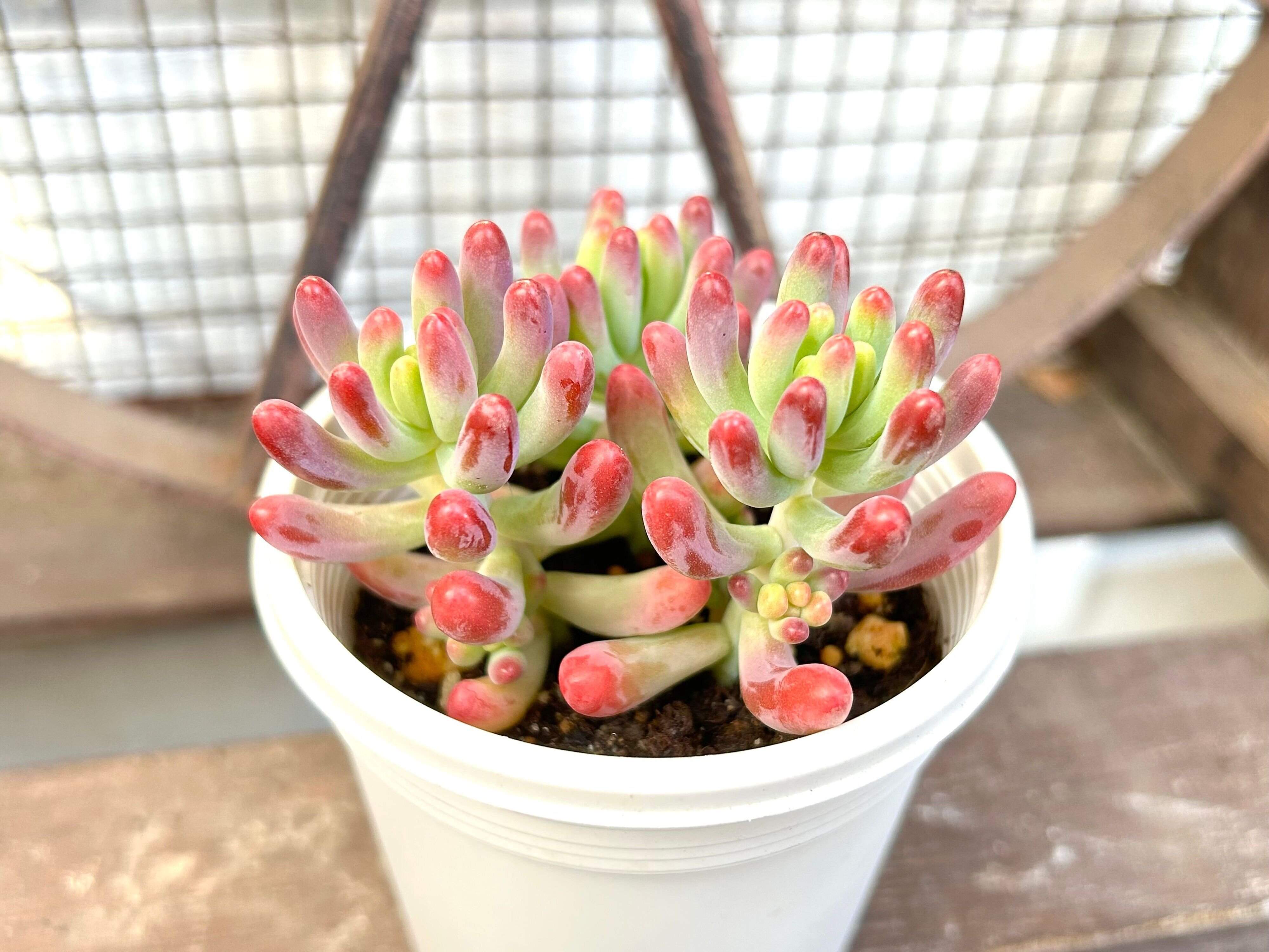 多肉植物　春　ピンク