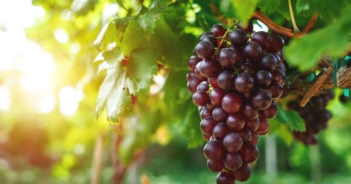 ぶどう 残暑バテ