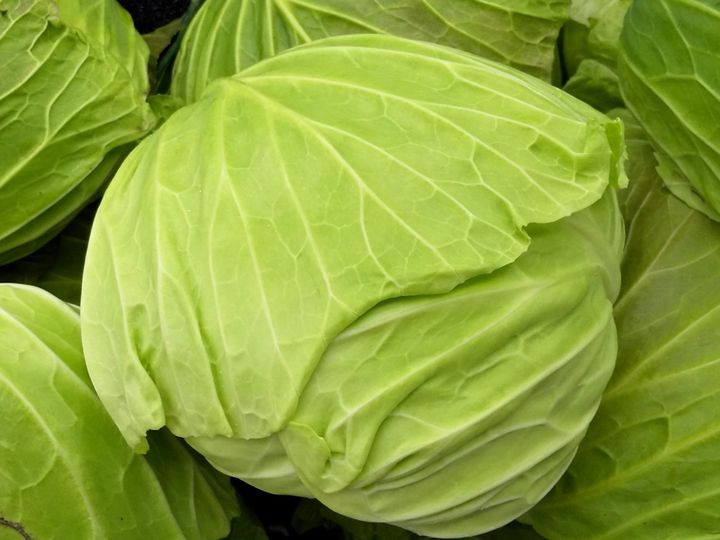 おいしいキャベツの見分け方は季節で違うって知ってた 失敗しないキャベツの選び方 買い方 サンキュ おいしいキャベツの見分け方は季節で違うって知ってた 失敗しないキャベツの選び方 買い方 サンキュ