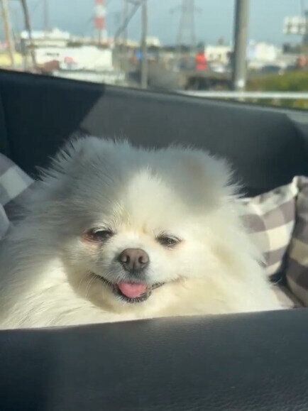 ぽかぽか陽気でまぶたがとろん。眠気に勝てないポメラニアンがかわい