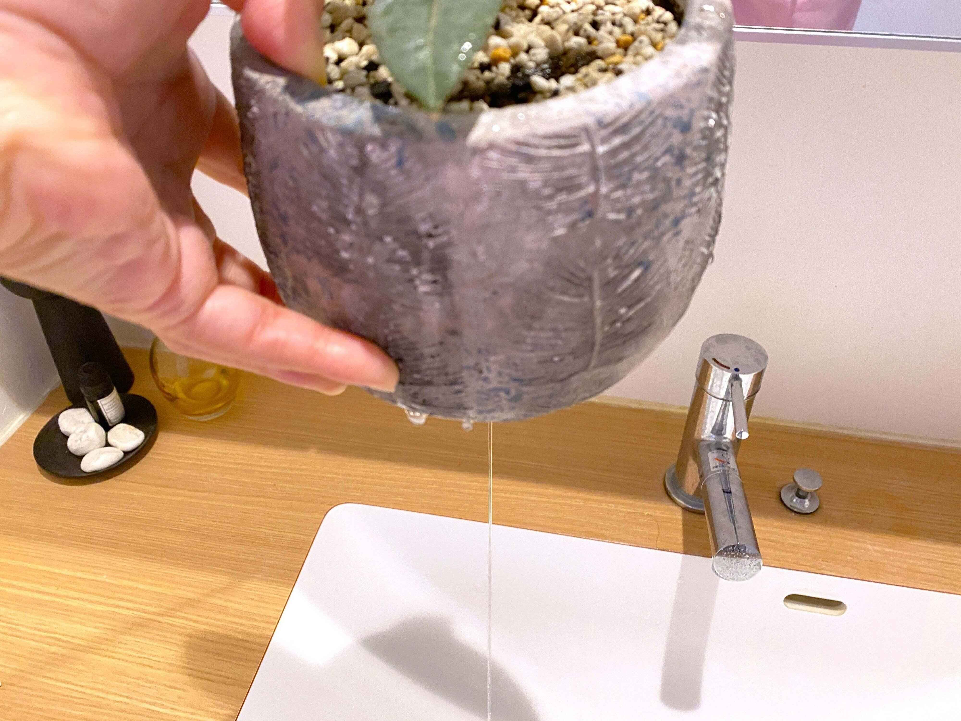 観葉植物枯らす人！NG行動