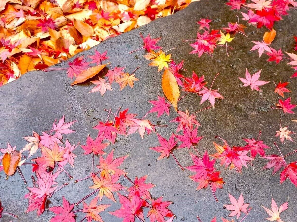 雨に濡れた落ち葉