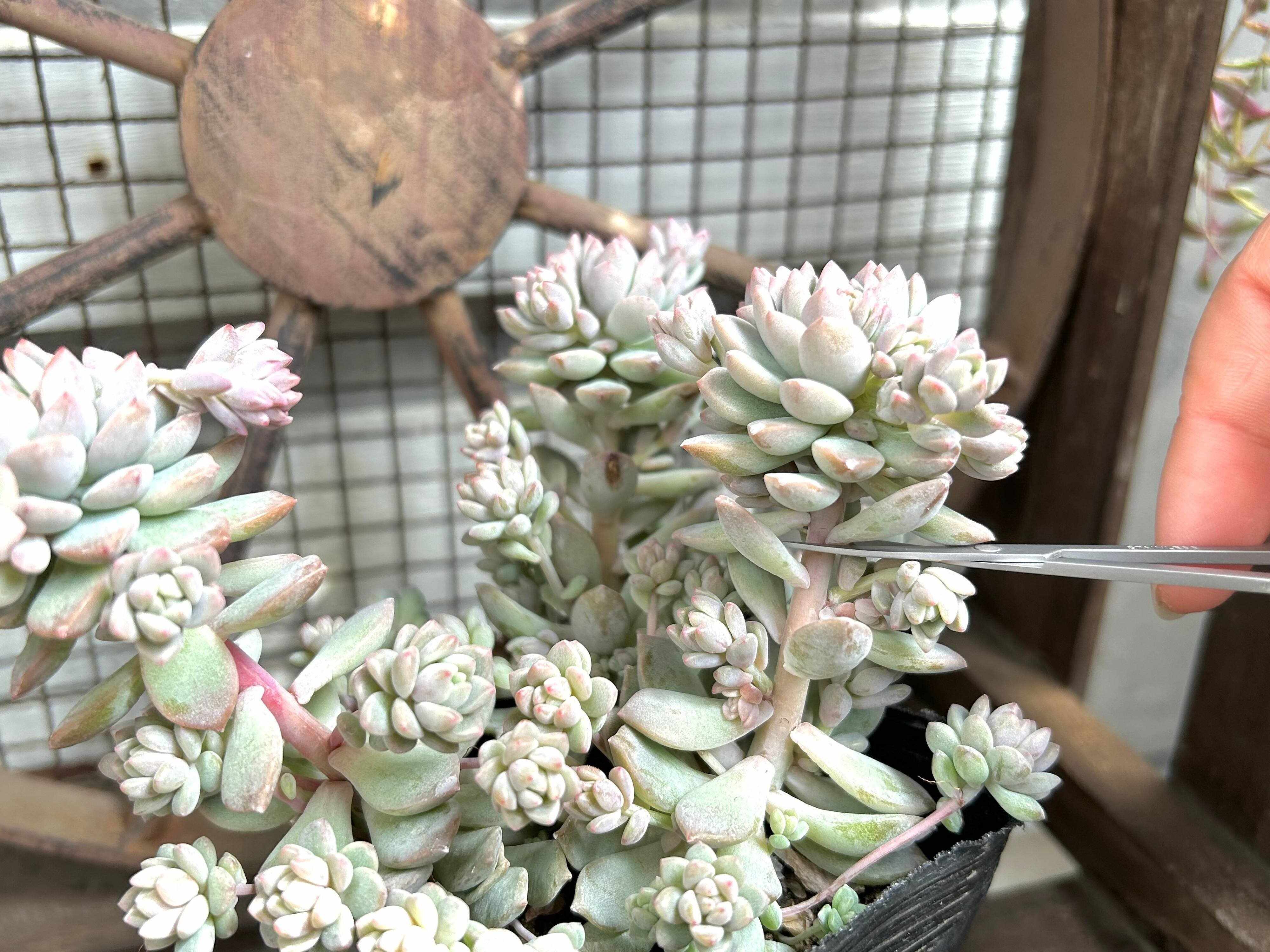 多肉植物　夏　寄せ植え　しない理由