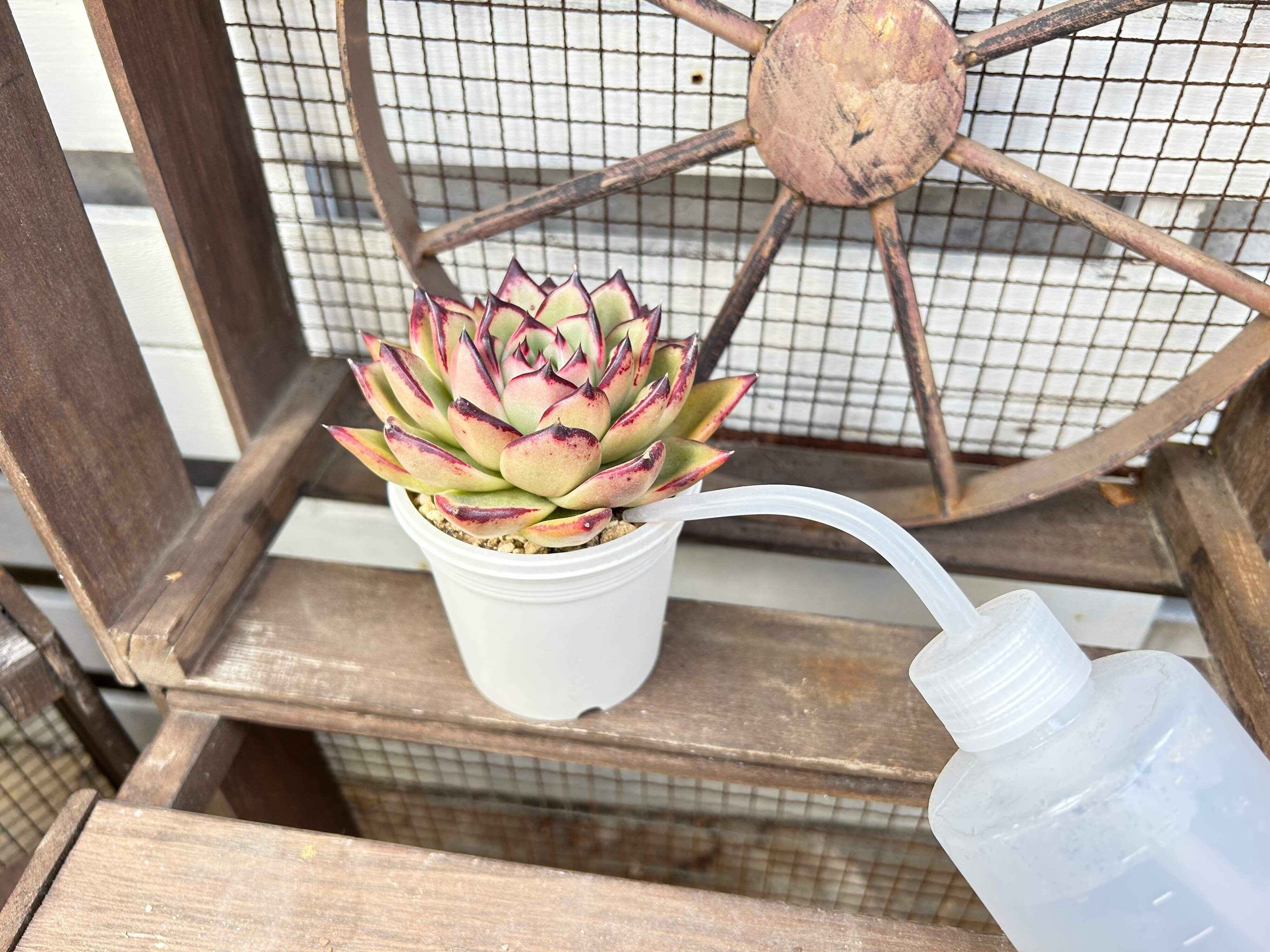 最初におさえておきたい！多肉植物の育て方のコツ