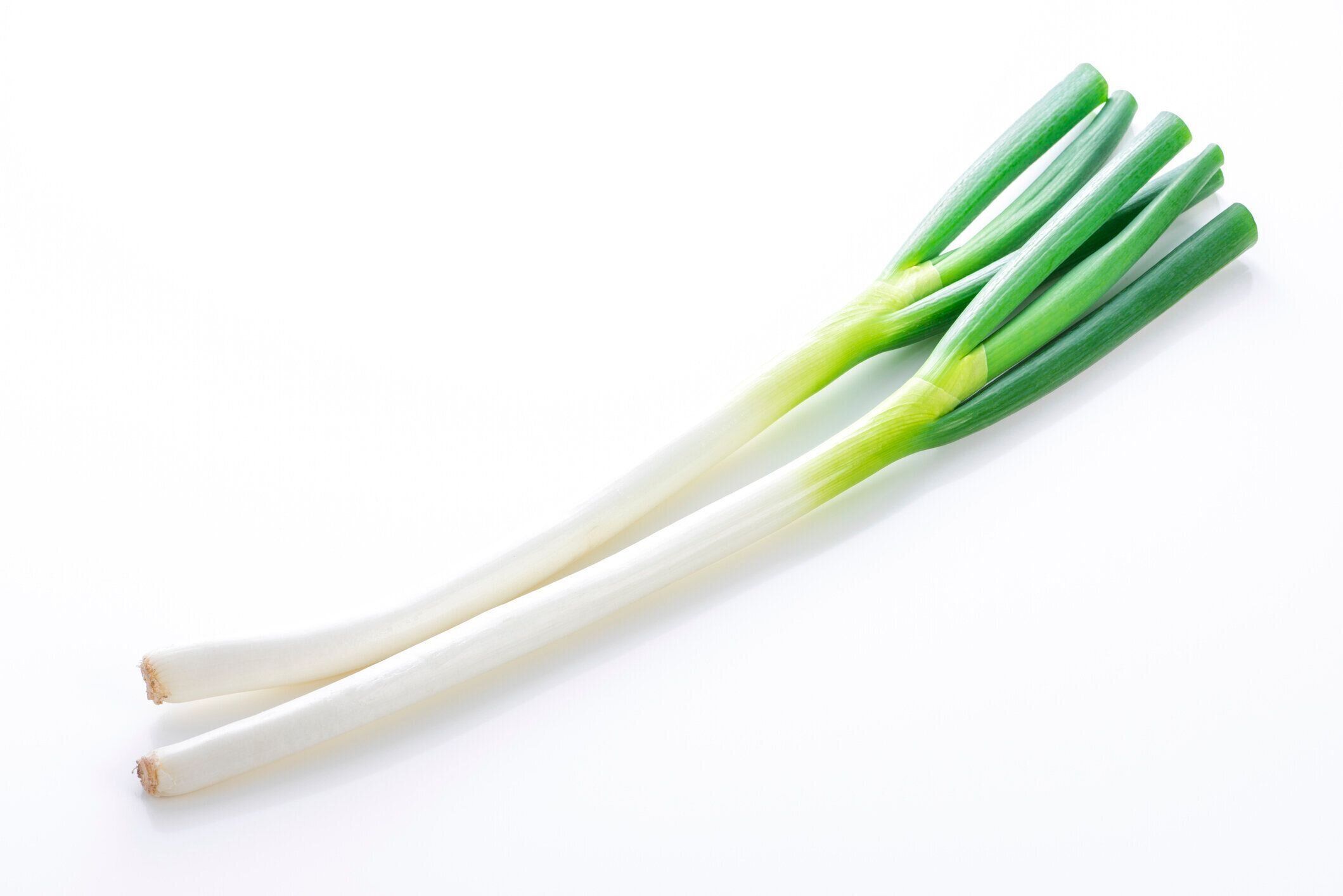 白い背景に長ネギ