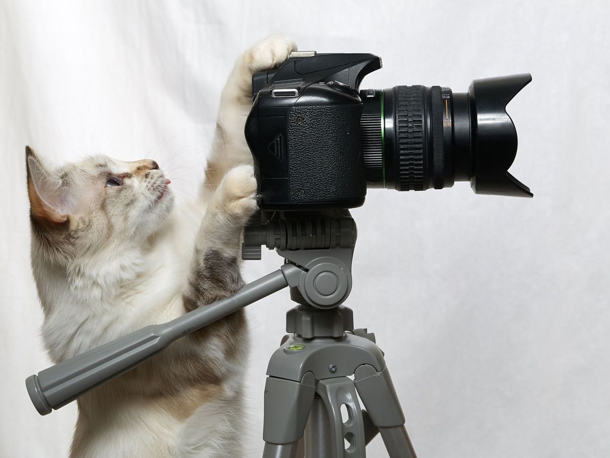 白い背景に隔離された三脚にカメラを持つ猫の写真家