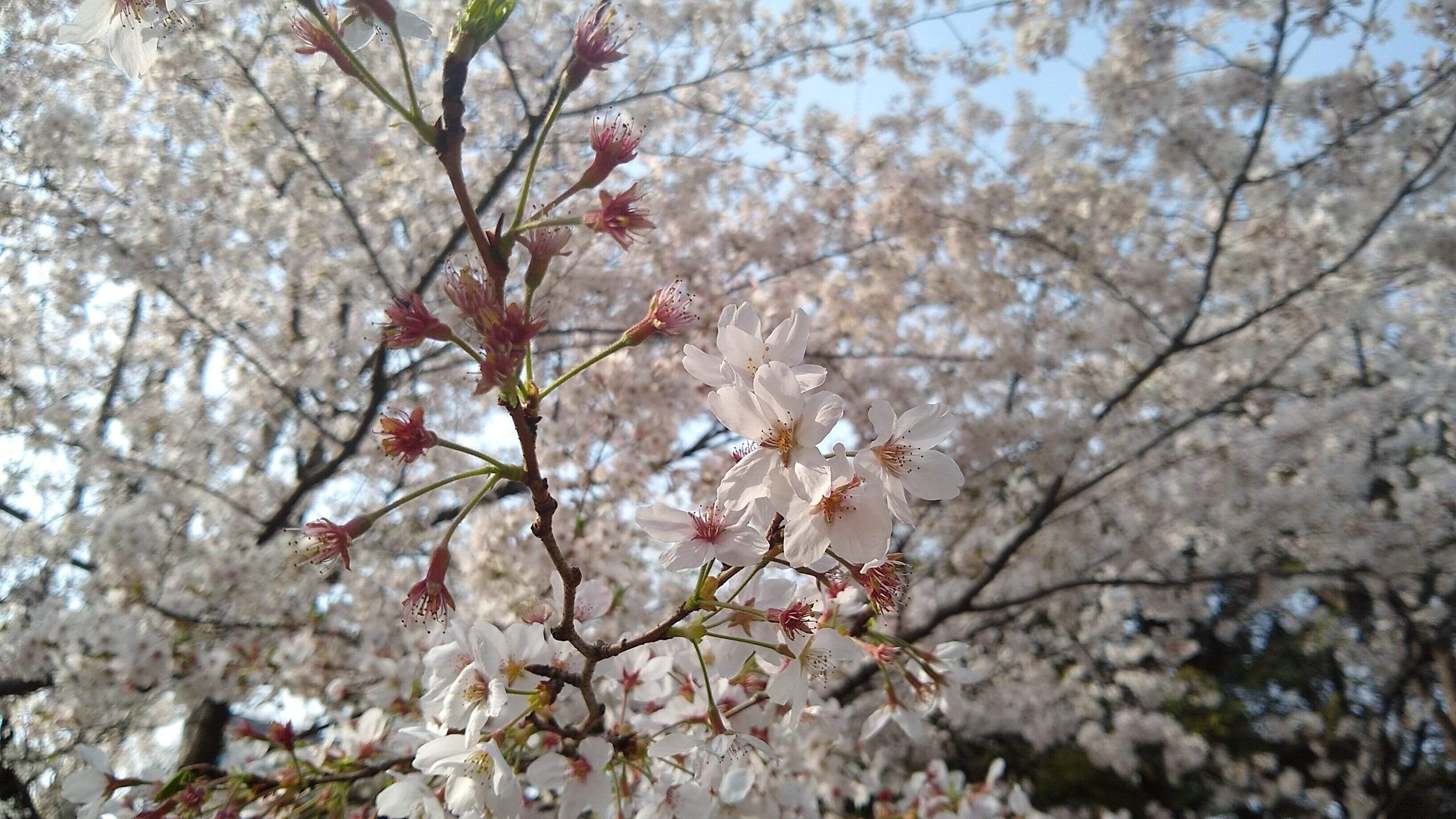 散りかけたソメイヨシノ