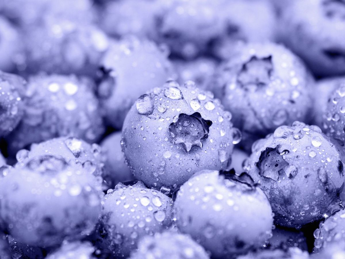 ブルーベリーフルーツの背景、水滴で覆われた紫色の果実