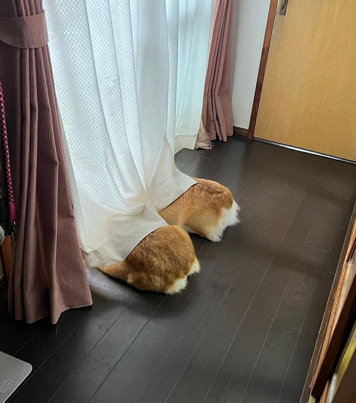 早朝から警備に勤しむ2頭の隊員に癒される人が続出!隊員が何を見ているのか聞いてみた サンキュ!