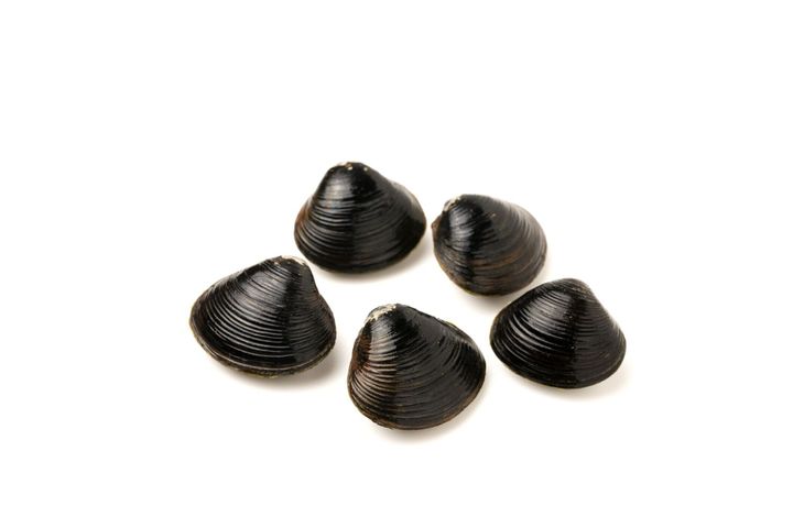 管理栄養士監修 しじみ の主な栄養素とカロリーまとめ ダイエットに効果がある サンキュ 管理栄養士監修 しじみ の主な栄養素とカロリーまとめ ダイエットに効果がある サンキュ