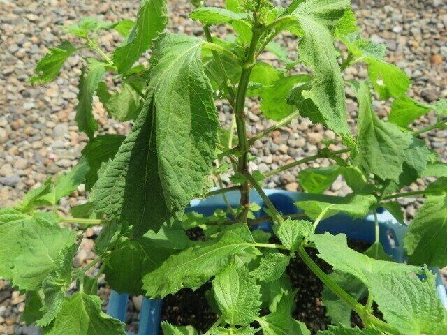 小さな野菜を育てる