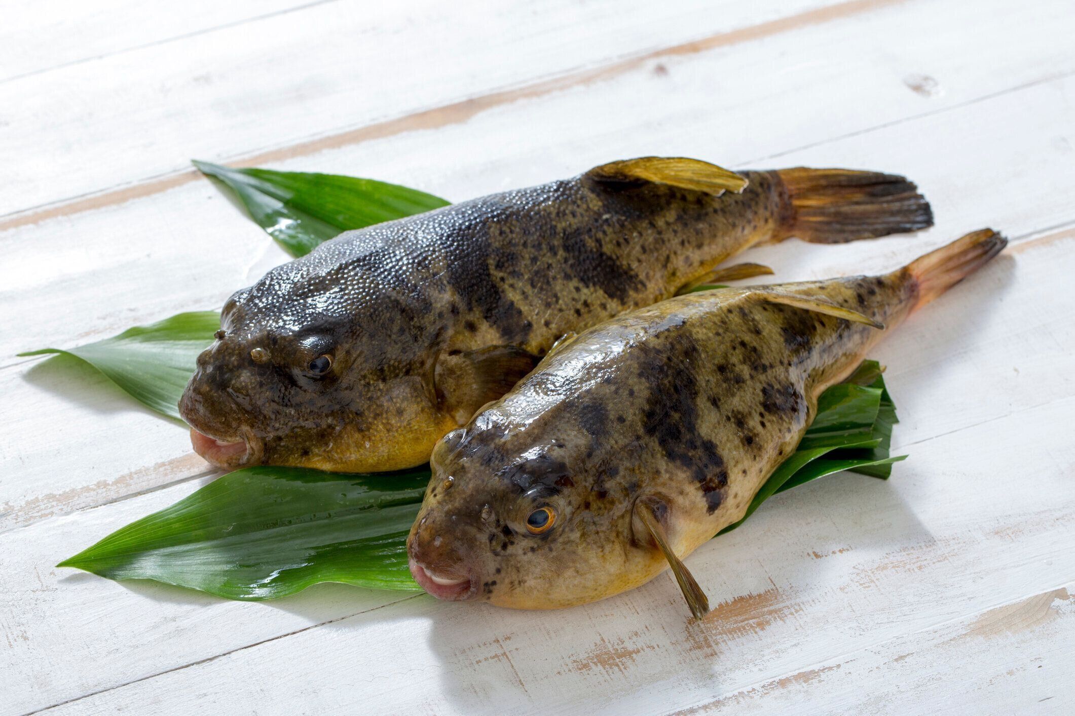 管理栄養士監修 ふぐ の主な栄養素とカロリーまとめ おすすめな調理方法は サンキュ