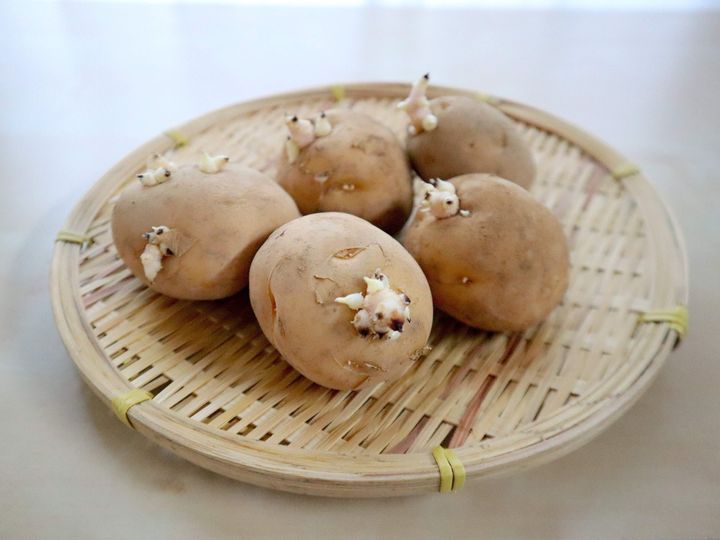 捨てないで 芽が出たじゃがいもはひと工夫でまだまだ食べられます サンキュ 捨てないで 芽が出たじゃがいもはひと工夫でまだまだ食べられます サンキュ
