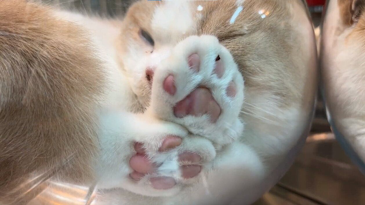 らんページです。No.60 金魚鉢と猫ちゃん　金魚置物　猫置物 Lサイズのおっきなにゃんこの金魚鉢 ( 1個 )/ キャティーマン : 爽快