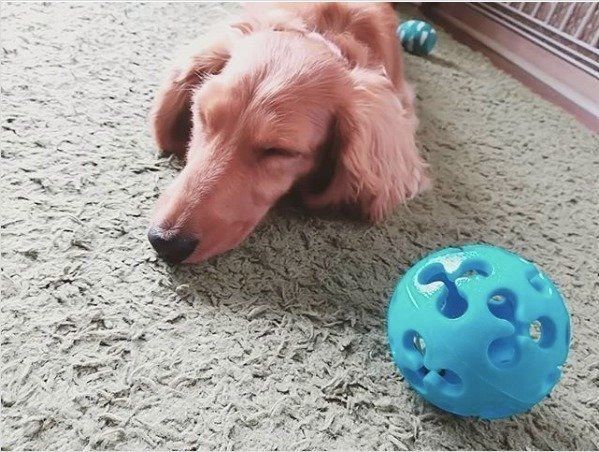 ダイソーのペット用品が安いのに優秀 おもちゃからペットウェアまで犬猫などの小動物を飼っている人は必見です サンキュ