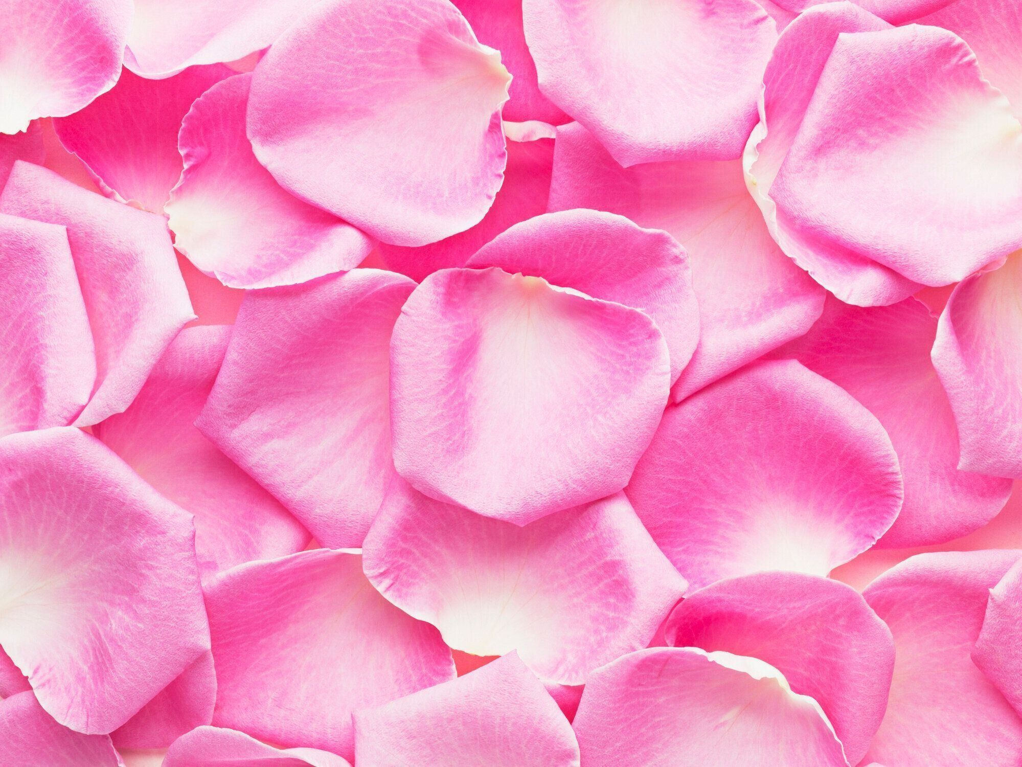 クローズアップなピンクのバラの花びら