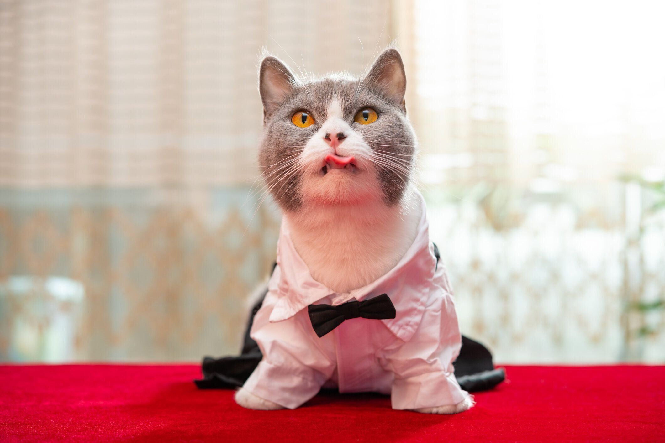 かわいい英国のショートヘアの猫は、蝶ネクタイと黒と白のスカートを身に着けています