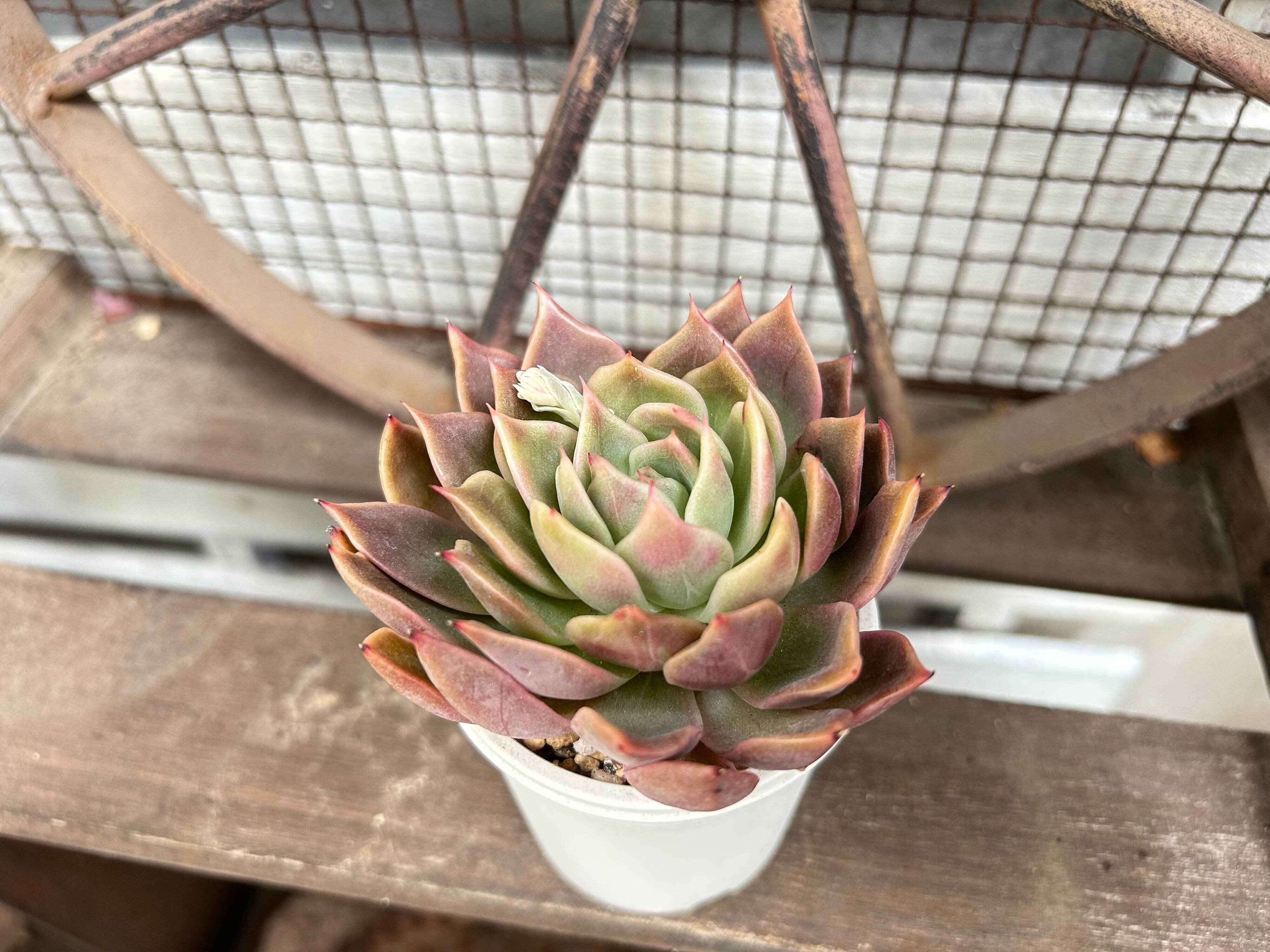 多肉植物　水やり　サボる