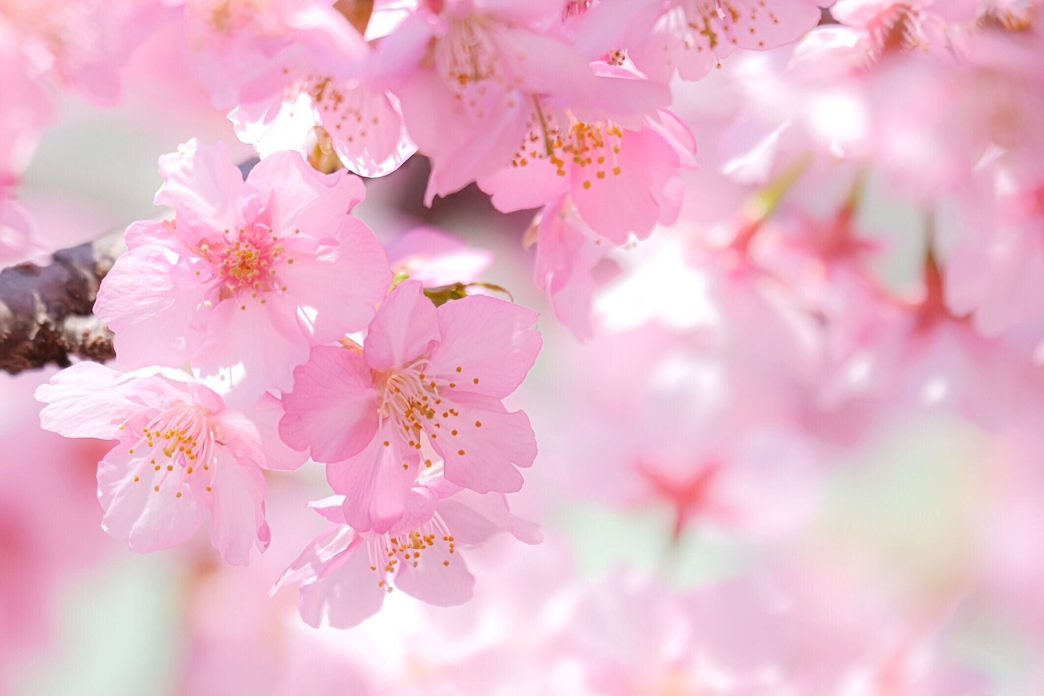 日本の美しい満開の桜。
