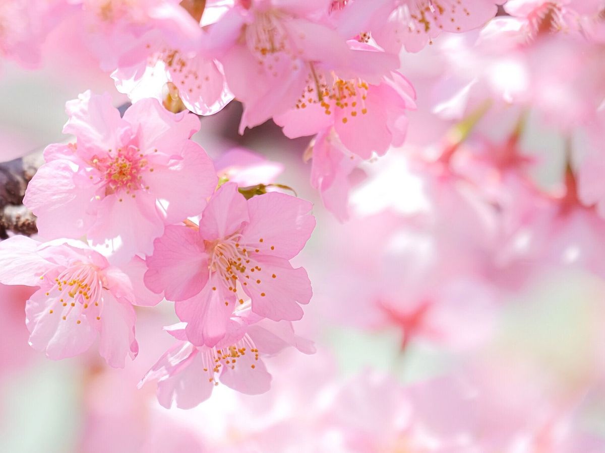 日本の美しい満開の桜。