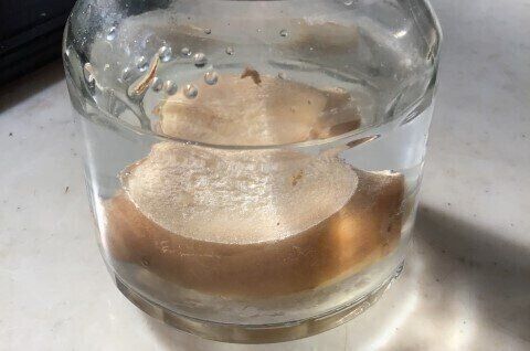 ビン入りのしょうが