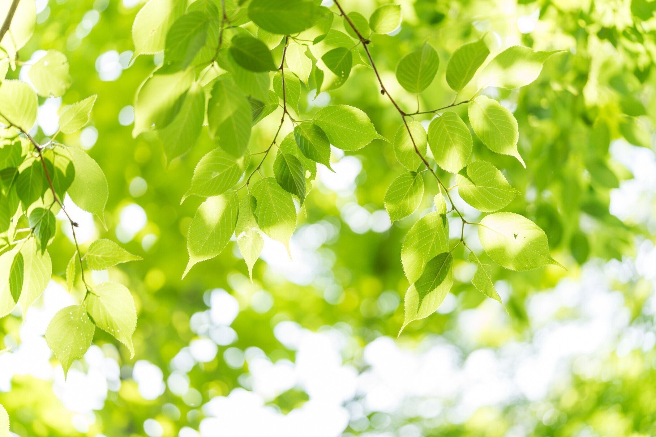 5月に金運を上げる必勝風水 運気アップのカギを握るのは 5日 8日 15日 16日 サンキュ