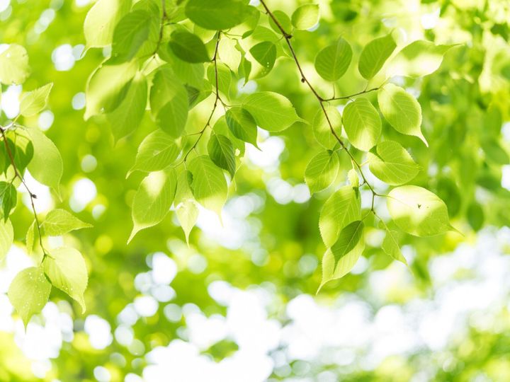 5月に金運を上げる必勝風水 運気アップのカギを握るのは 5日 8日 15日 16日 サンキュ 5月に金運を上げる必勝風水 運気アップのカギを握るのは 5日 8日 15日 16日 サンキュ